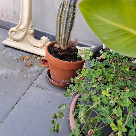 شقة Ianuzza House *