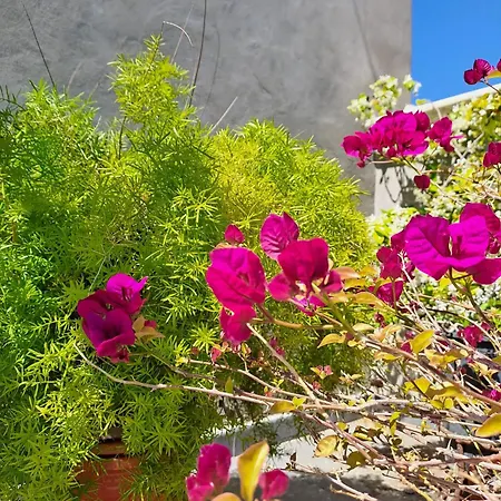 شقة Ianuzza House