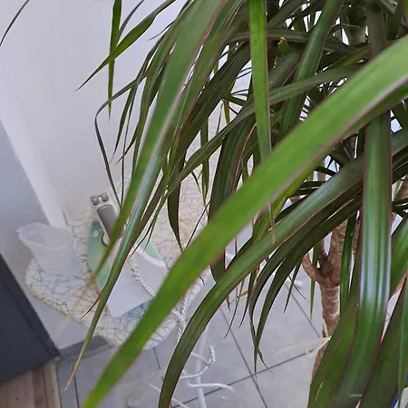 شقة Ianuzza House كاتانيا